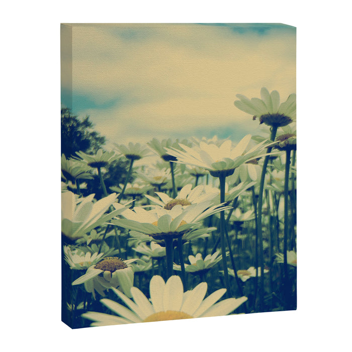 Daisy Love Canvas Print Gallery Image 1
