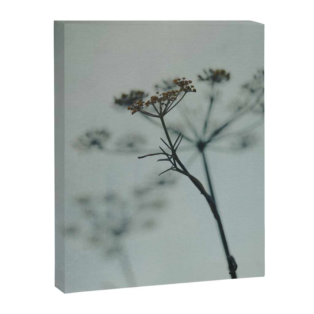Delicate - abstract floral art photograph botanical Canvas Print Gallery Image 6