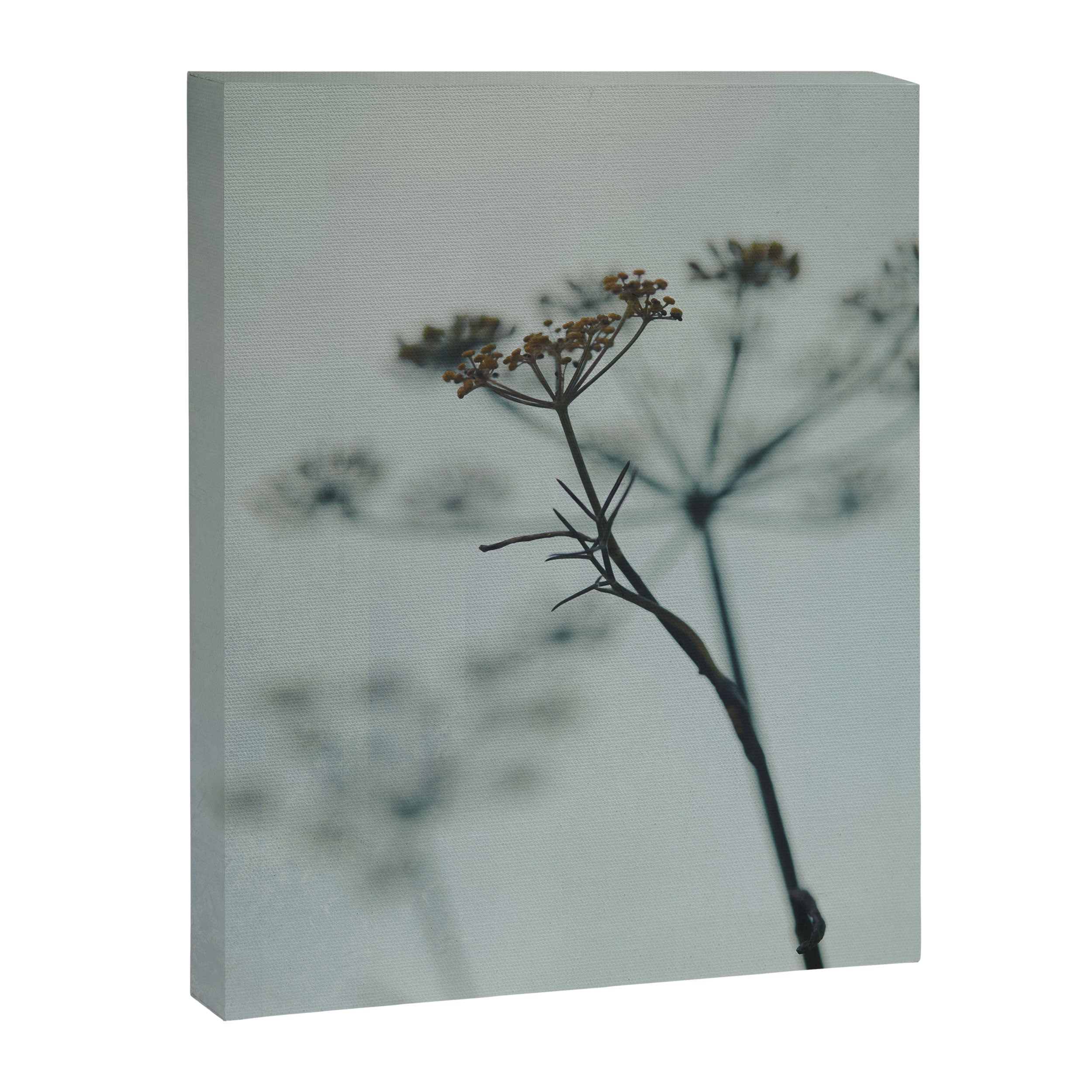 Delicate - abstract floral art photograph botanical Canvas Print Gallery Image 6