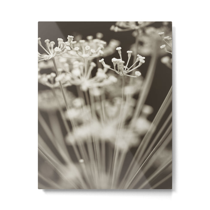 Dill Botanical Abstract 2 Metal Print Gallery Image 1