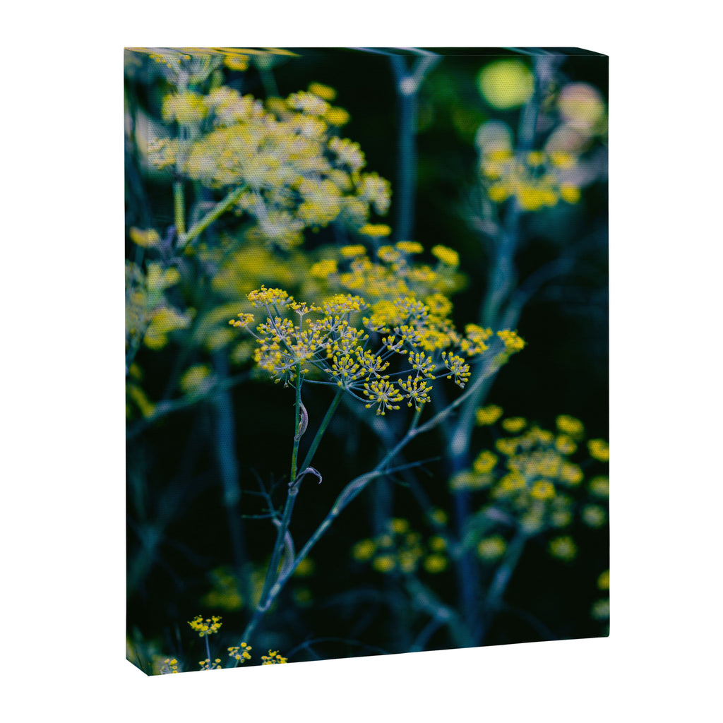 Dill Flower Canvas Print Gallery Image 6