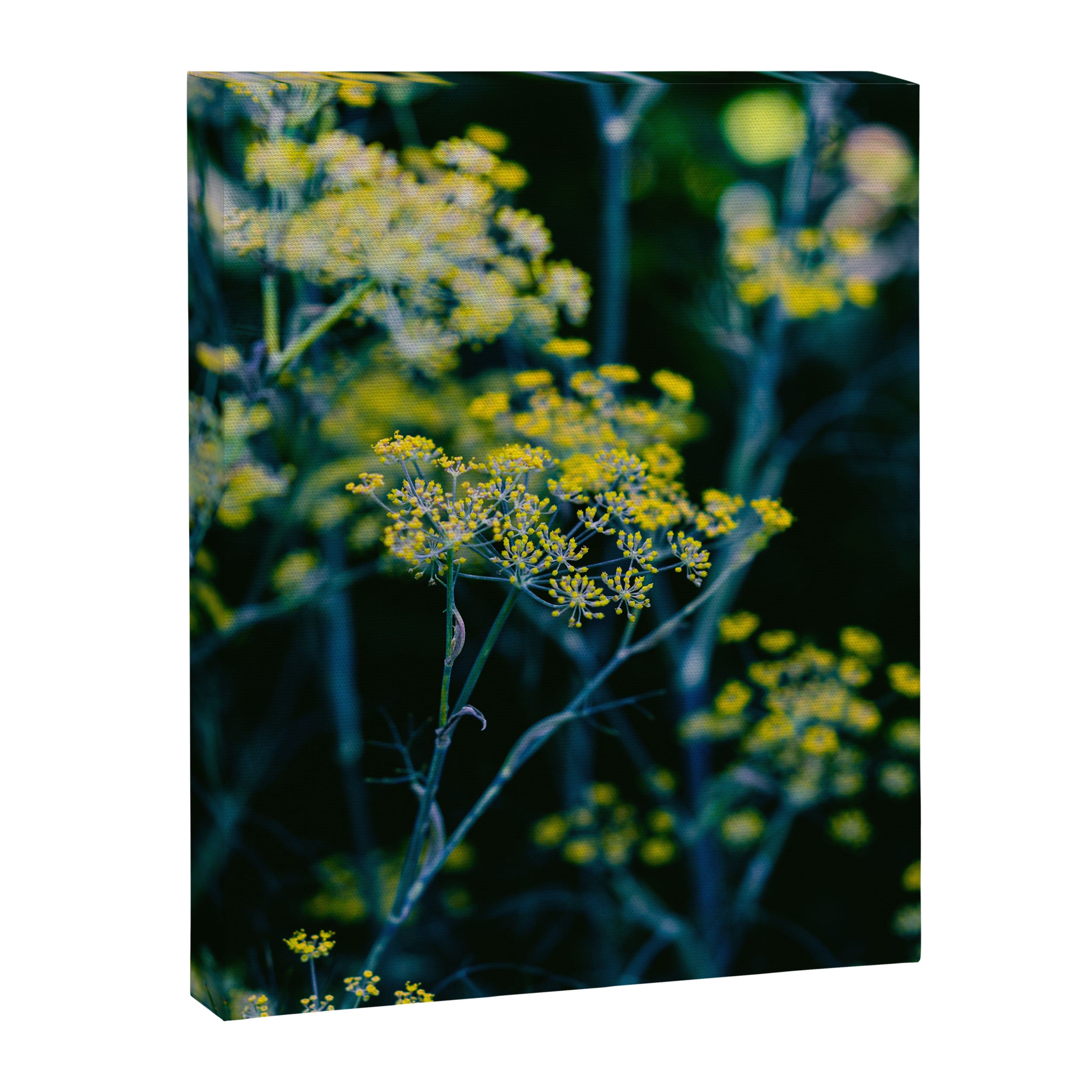 Dill Flower Canvas Print Gallery Image 6