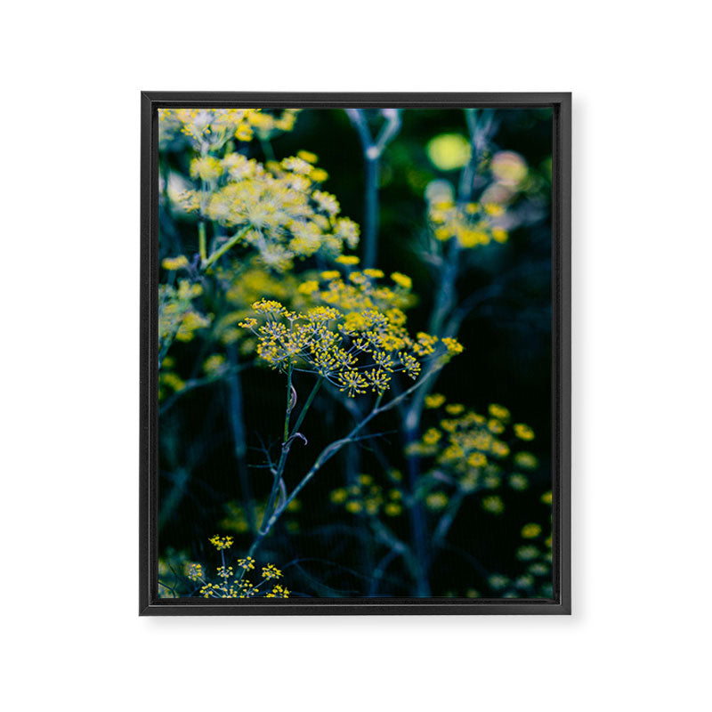 Dill Flower Framed Canvas Print Gallery Image 6
