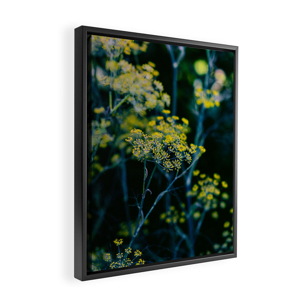 Dill Flower Framed Canvas Print Gallery Image 2