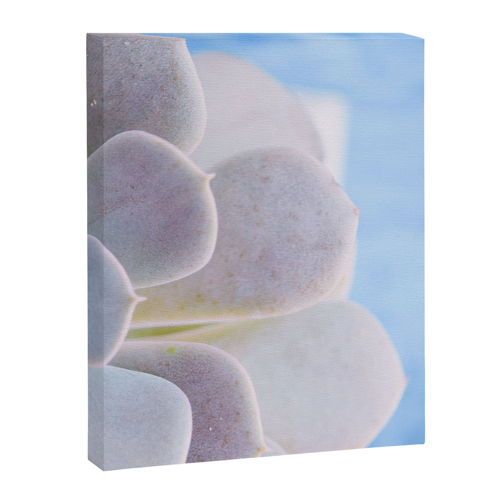 Echeveria Canvas Print Gallery Image 6