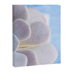 Echeveria Canvas Print Gallery Image 6