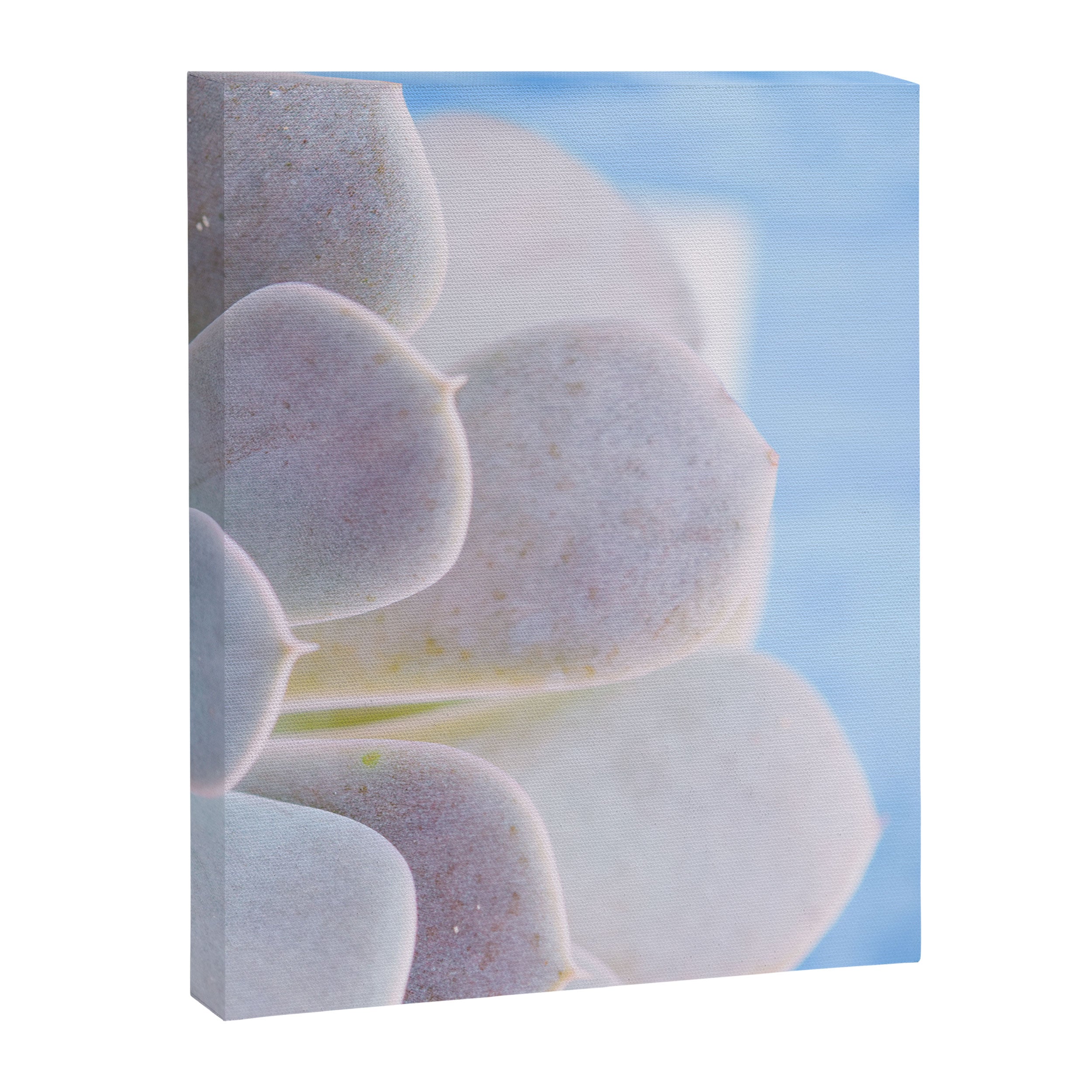 Echeveria Canvas Print Gallery Image 6