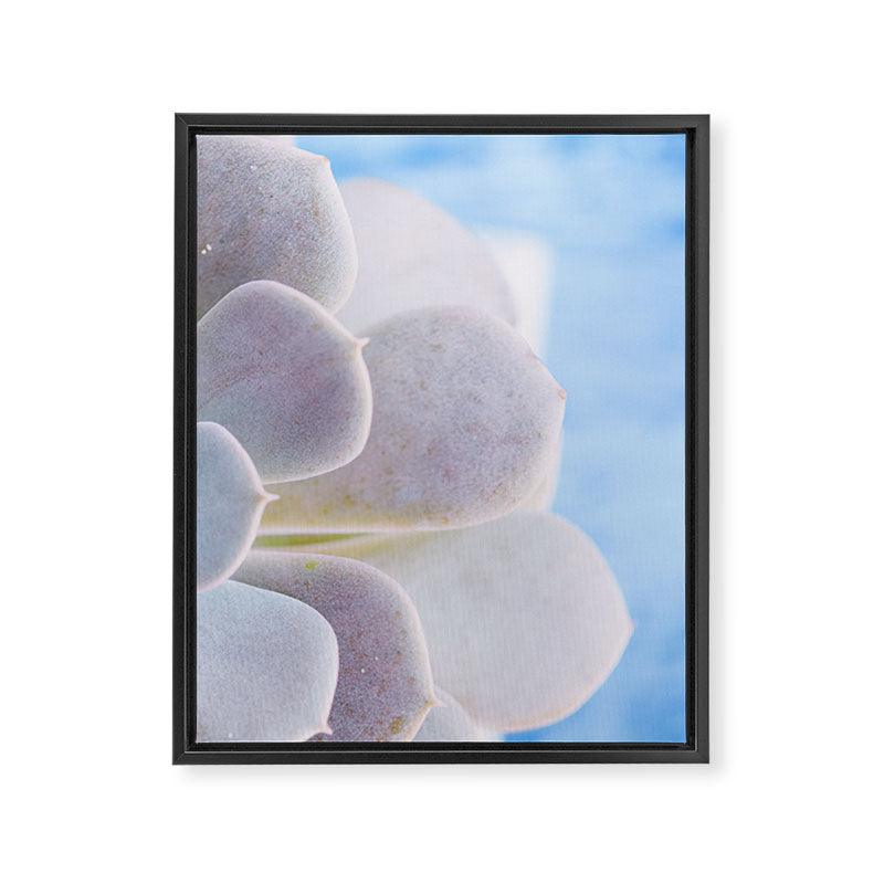 Echeveria Framed Canvas Print Gallery Image 6