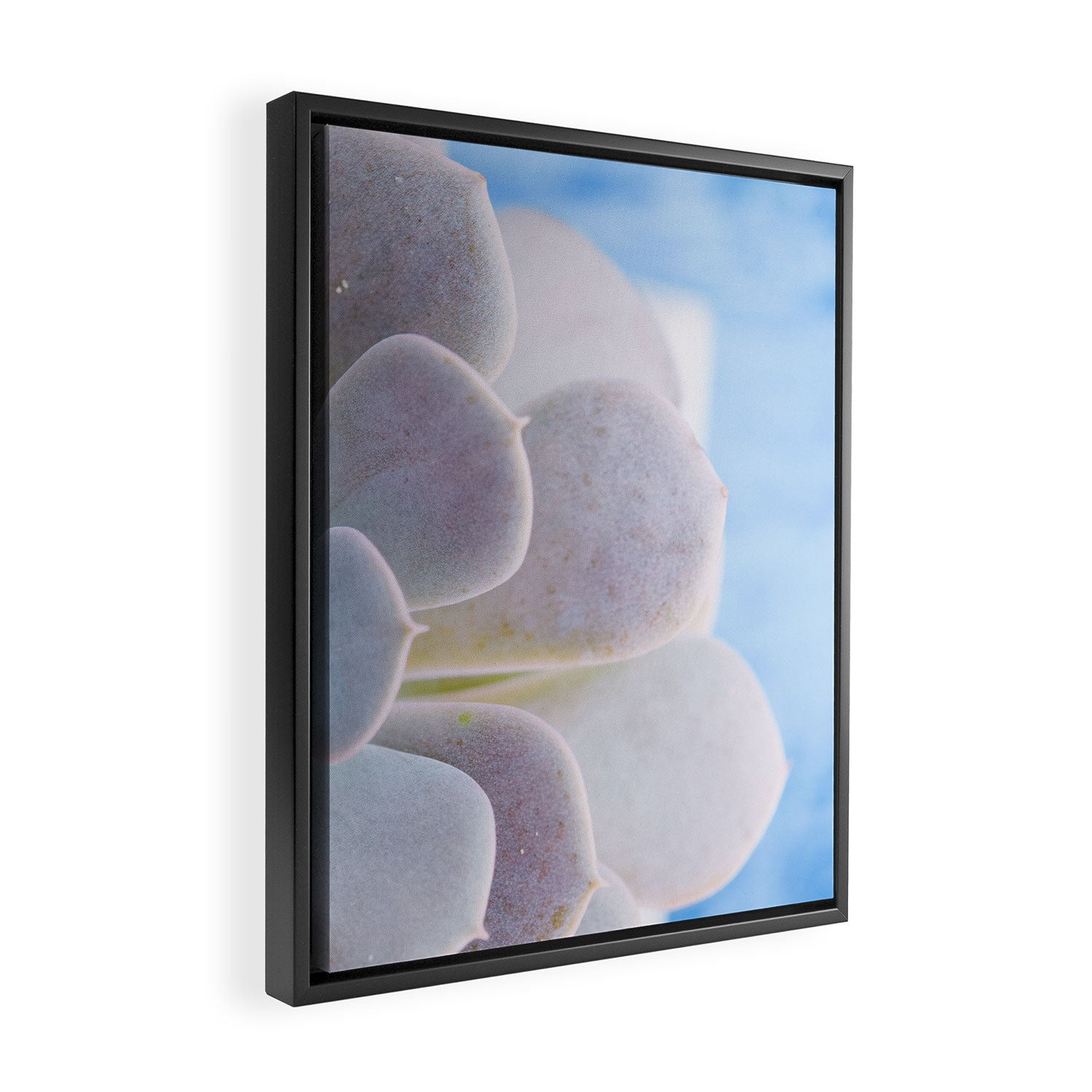 Echeveria Framed Canvas Print Gallery Image 2