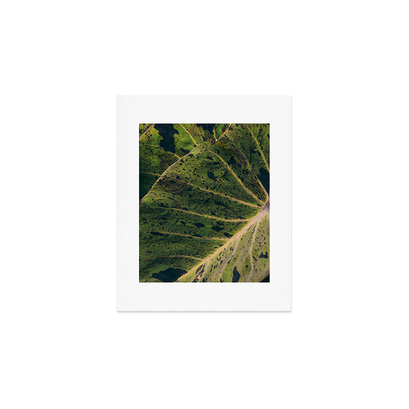 Elephant Ear Photo Study Art Print Gallery Image 1