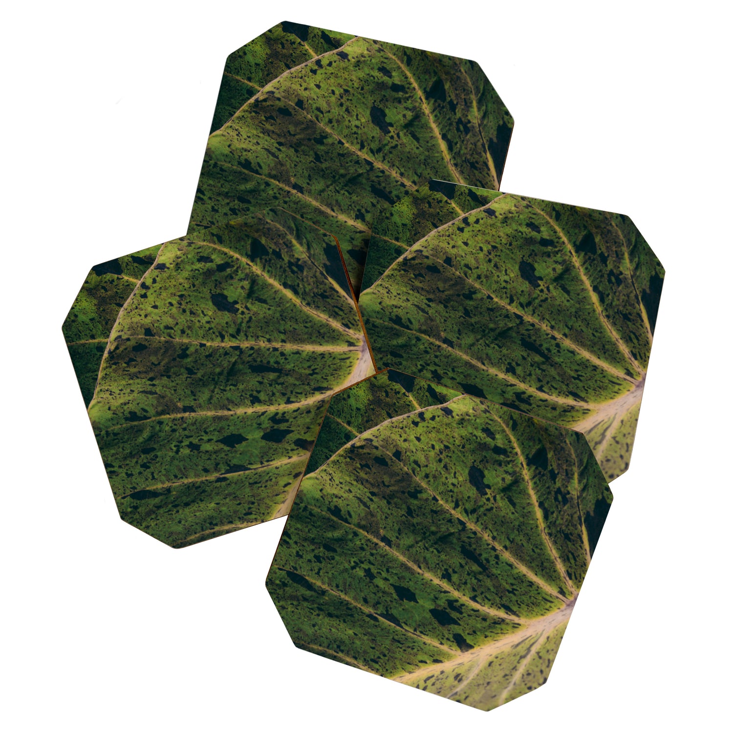 Elephant Ear Photo Study Coaster Gallery Image 1