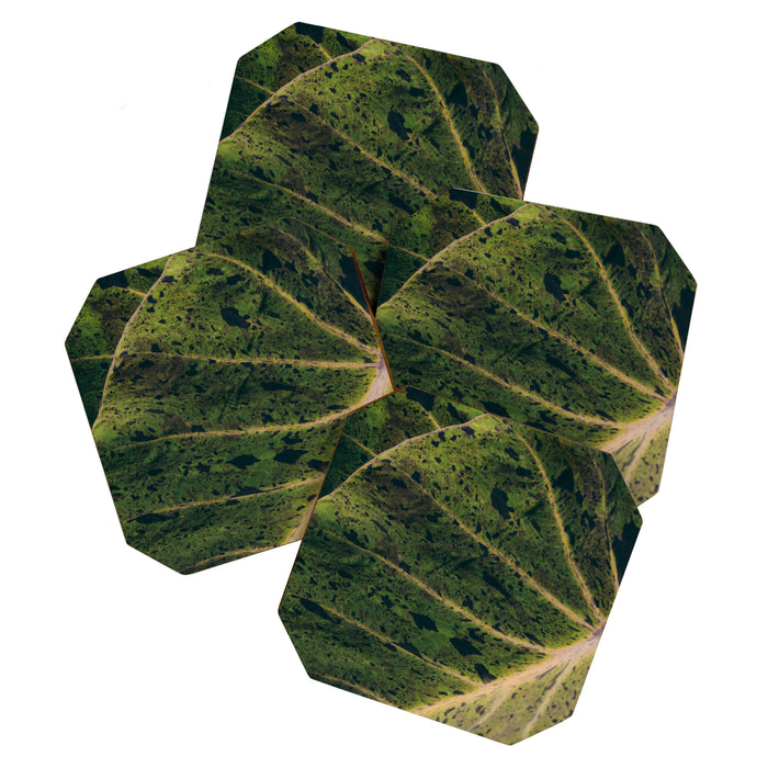 Elephant Ear Photo Study Coaster Gallery Image 1