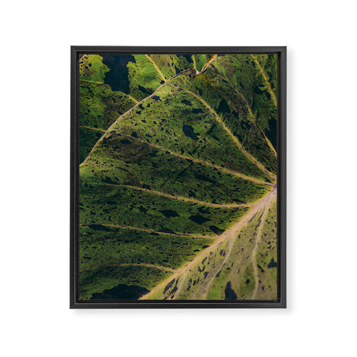 Elephant Ear Photo Study Framed Canvas Print Gallery Image 1