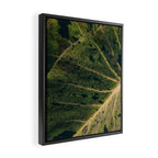Elephant Ear Photo Study Framed Canvas Print Gallery Image 2