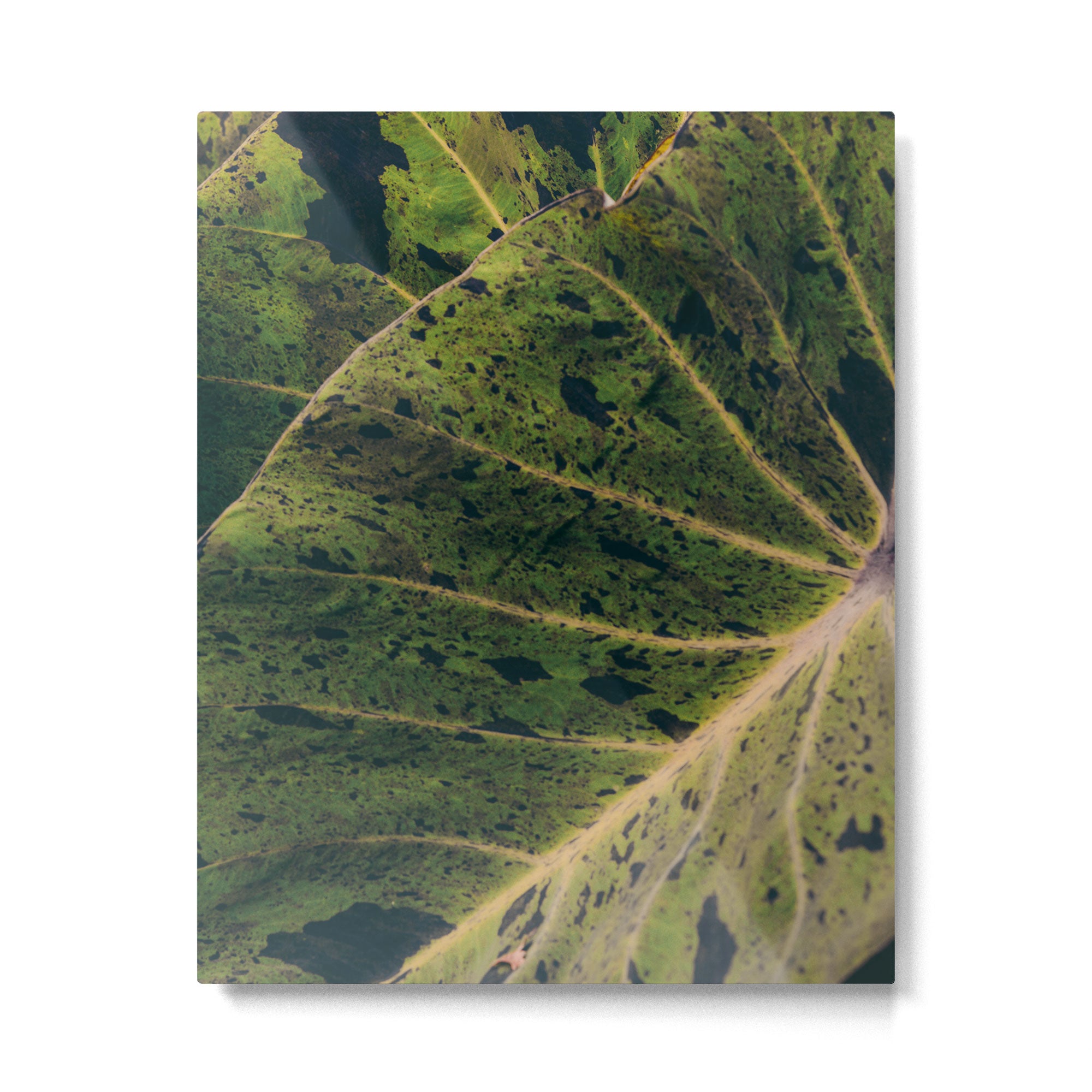 Elephant Ear Photo Study Metal Print Gallery Image 4