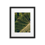 Elephant Ear Photo Study Framed Art Print Gallery Image 5