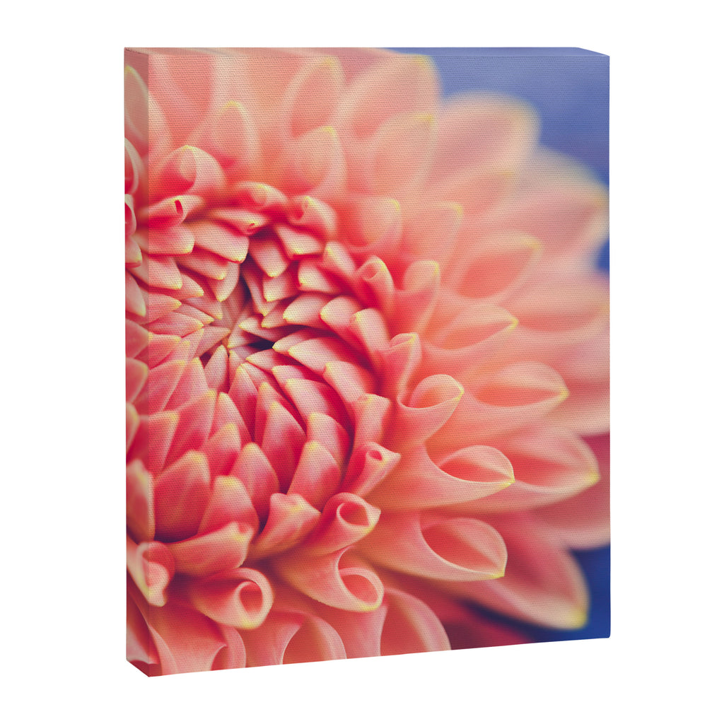 Enlightened -pink autumn dahlia flower photography Canvas Print Gallery Image 6