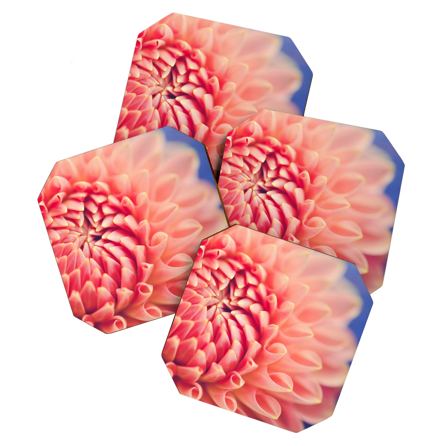 Enlightened -pink autumn dahlia flower photography Coaster Gallery Image 1