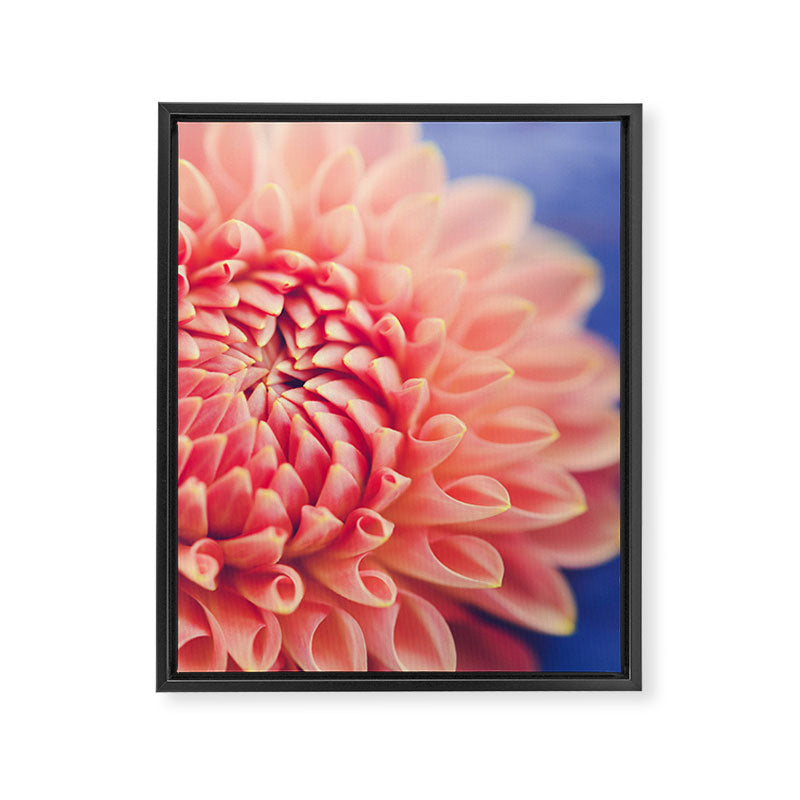 Enlightened -pink autumn dahlia flower photography Framed Canvas Print Gallery Image 6