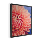 Enlightened -pink autumn dahlia flower photography Framed Canvas Print Gallery Image 2
