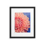Enlightened -pink autumn dahlia flower photography Framed Art Print Gallery Image 5