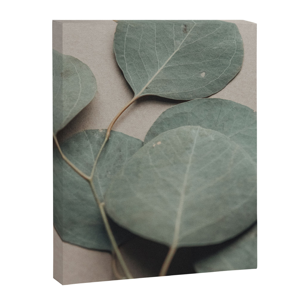 Eucalyptus x botanical leaf photograph green houseplant Canvas Print Gallery Image 6