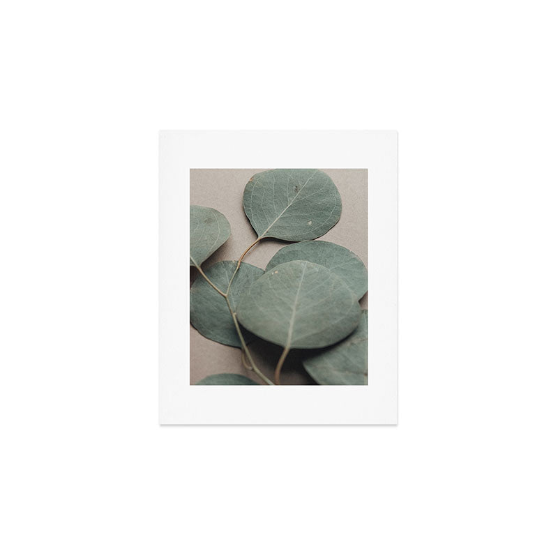 Eucalyptus x botanical leaf photograph green houseplant Art Print Gallery Image 1