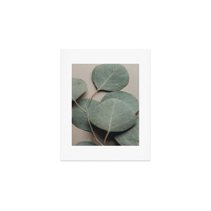Eucalyptus x botanical leaf photograph green houseplant Art Print Gallery Image 1