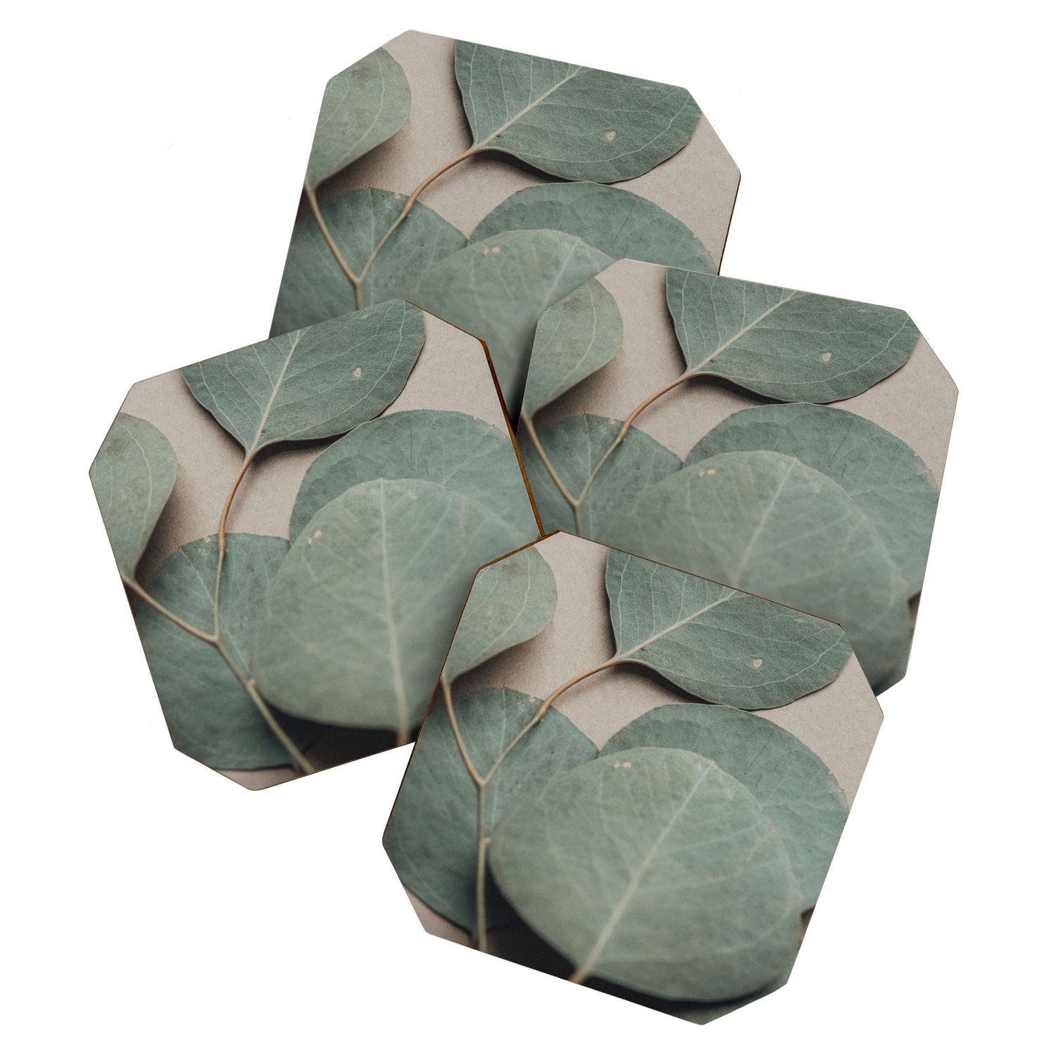 Eucalyptus x botanical leaf photograph green houseplant Coaster Gallery Image 1