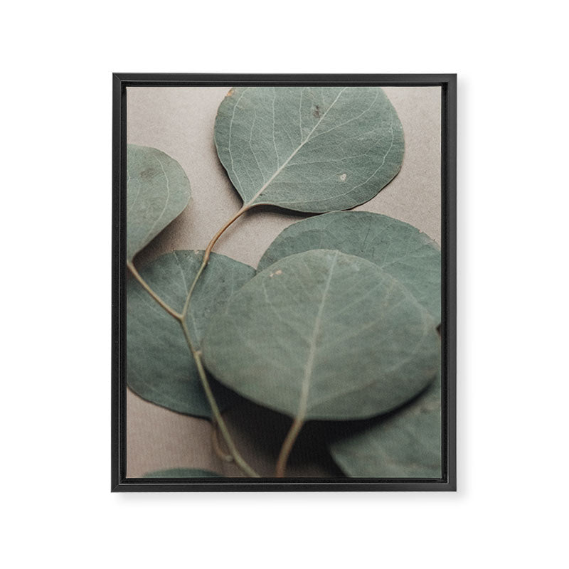 Eucalyptus x botanical leaf photograph green houseplant Framed Canvas Print Gallery Image 6