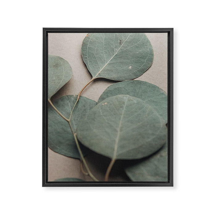 Eucalyptus x botanical leaf photograph green houseplant Framed Canvas Print Gallery Image 1