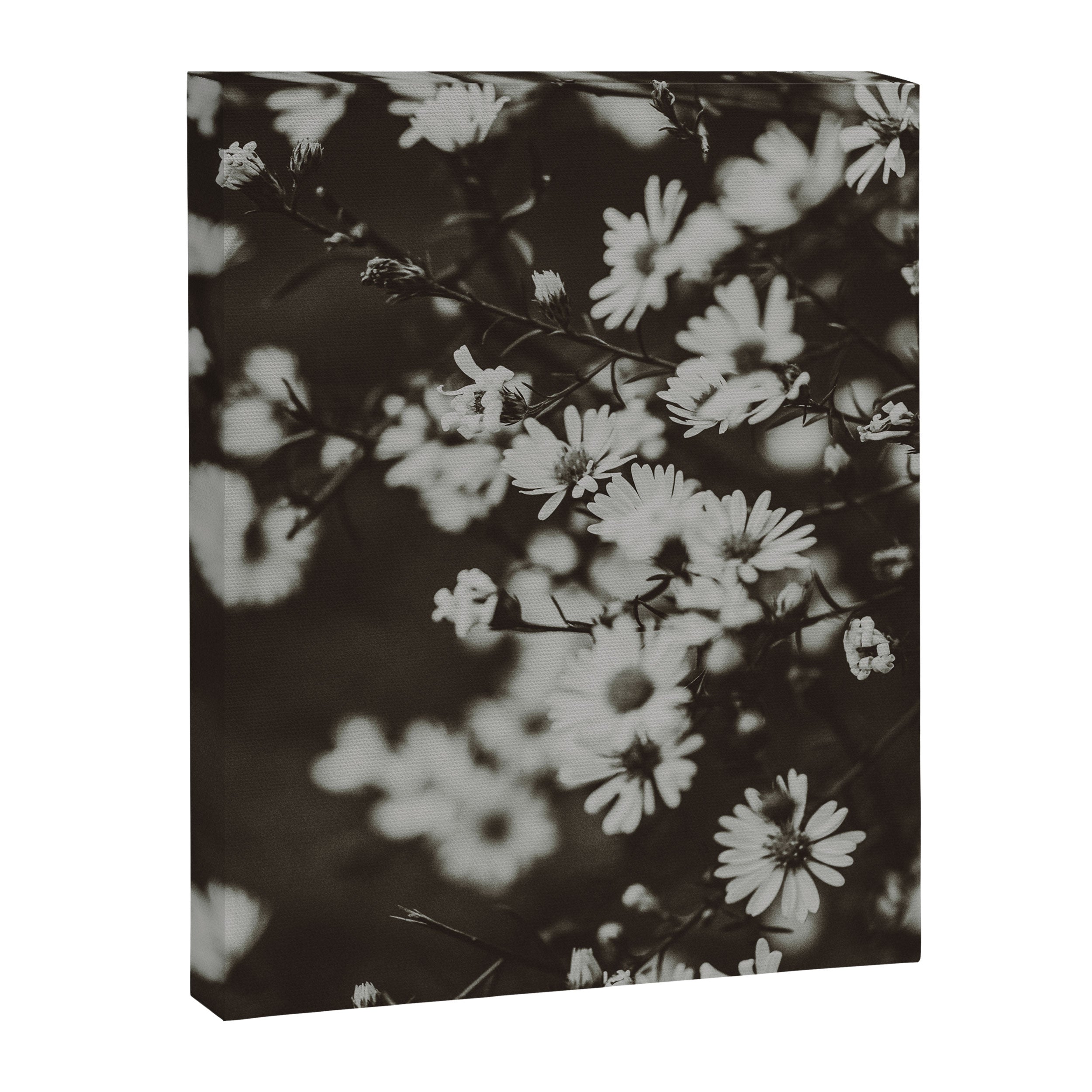 Evening Daisies x flower photograph black and white botanical Canvas Print Gallery Image 6