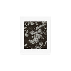 Evening Daisies x flower photograph black and white botanical Art Print Gallery Image 1