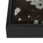 Evening Daisies x flower photograph black and white botanical Framed Canvas Print Gallery Image 3