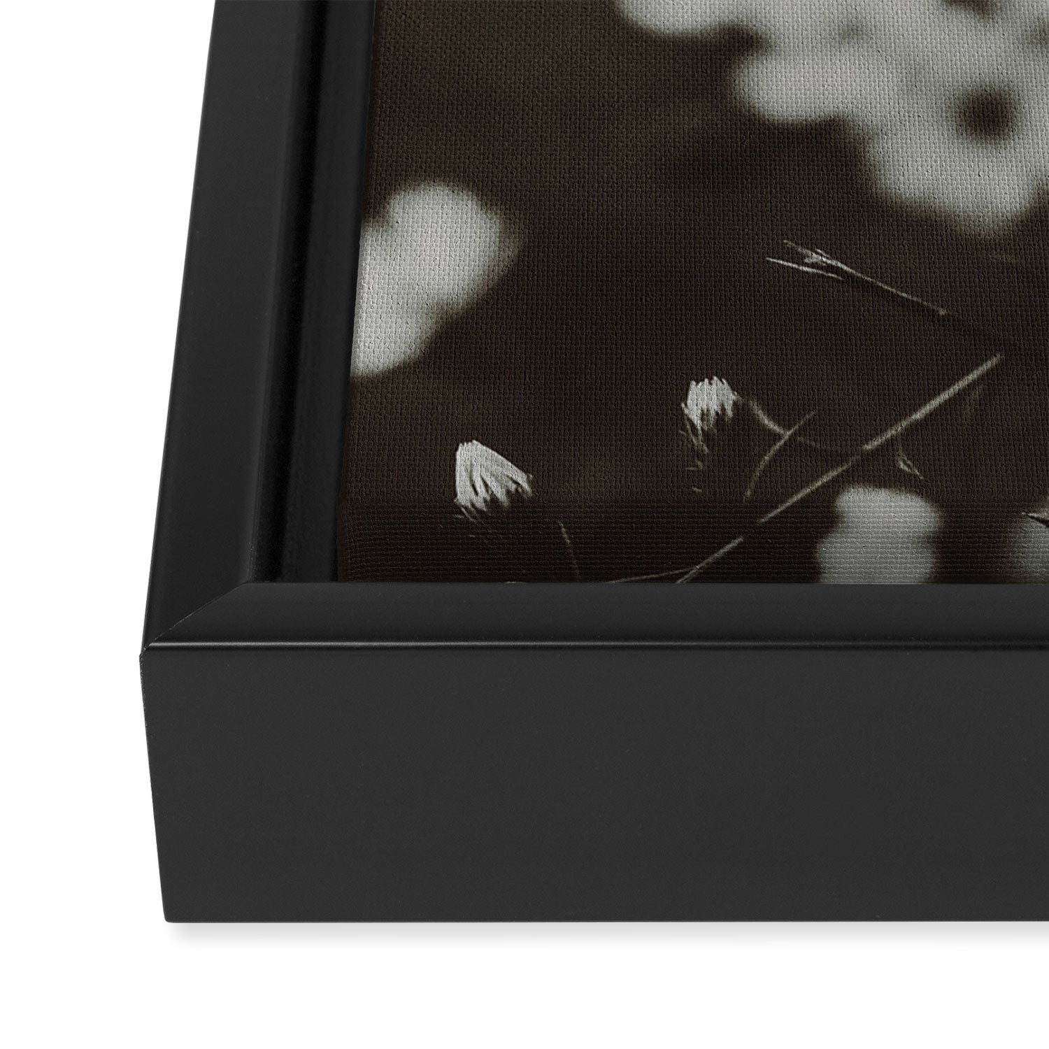 Evening Daisies x flower photograph black and white botanical Framed Canvas Print Gallery Image 3