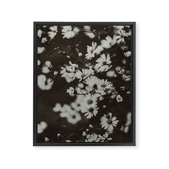 Evening Daisies x flower photograph black and white botanical Framed Canvas Print Gallery Image 1