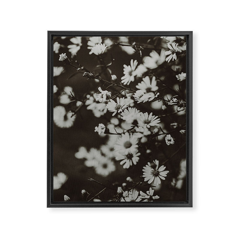 Evening Daisies x flower photograph black and white botanical Framed Canvas Print Gallery Image 6