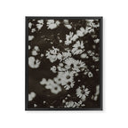 Evening Daisies x flower photograph black and white botanical Framed Canvas Print Gallery Image 6