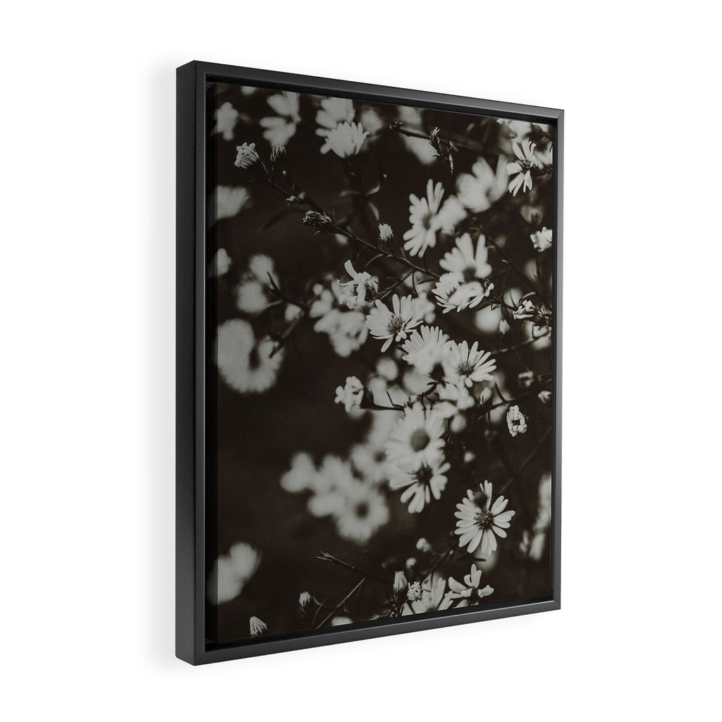 Evening Daisies x flower photograph black and white botanical Framed Canvas Print Gallery Image 2
