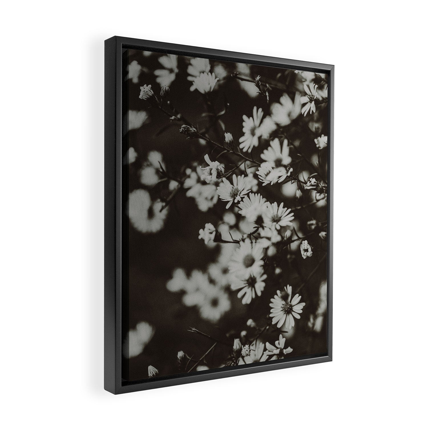 Evening Daisies x flower photograph black and white botanical Framed Canvas Print Gallery Image 2
