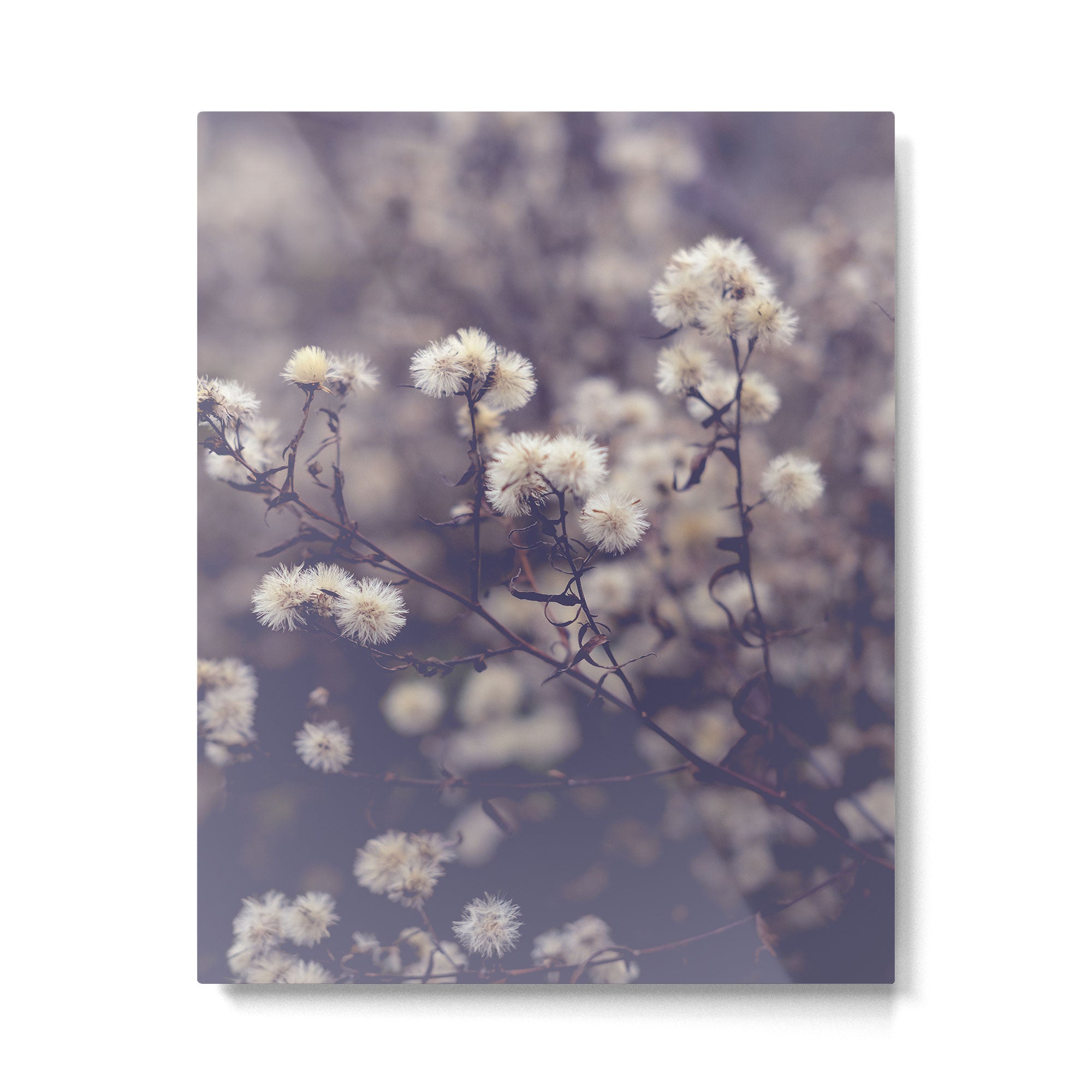 fading autumn - nature wildflower photograph Metal Print Gallery Image 4