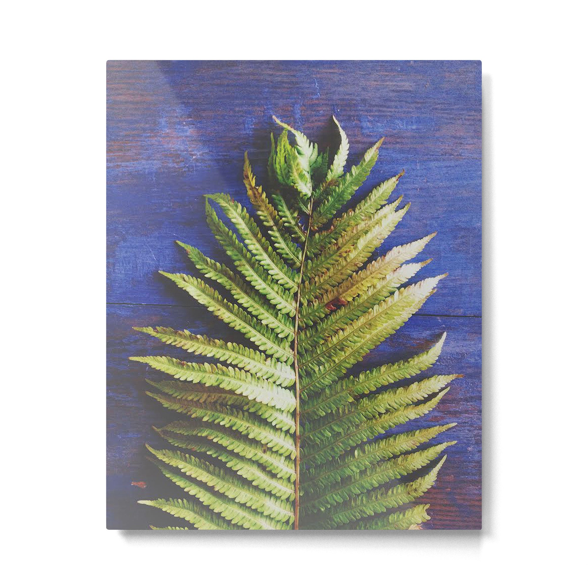 Fern Metal Print Gallery Image 4