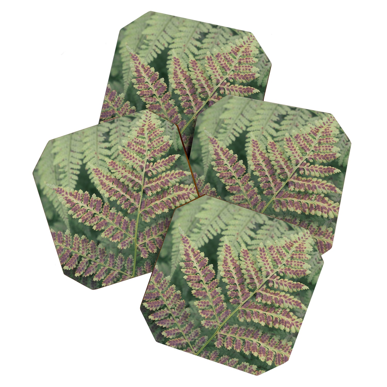 fern - nature photography foliage plant Coaster Gallery Image 1