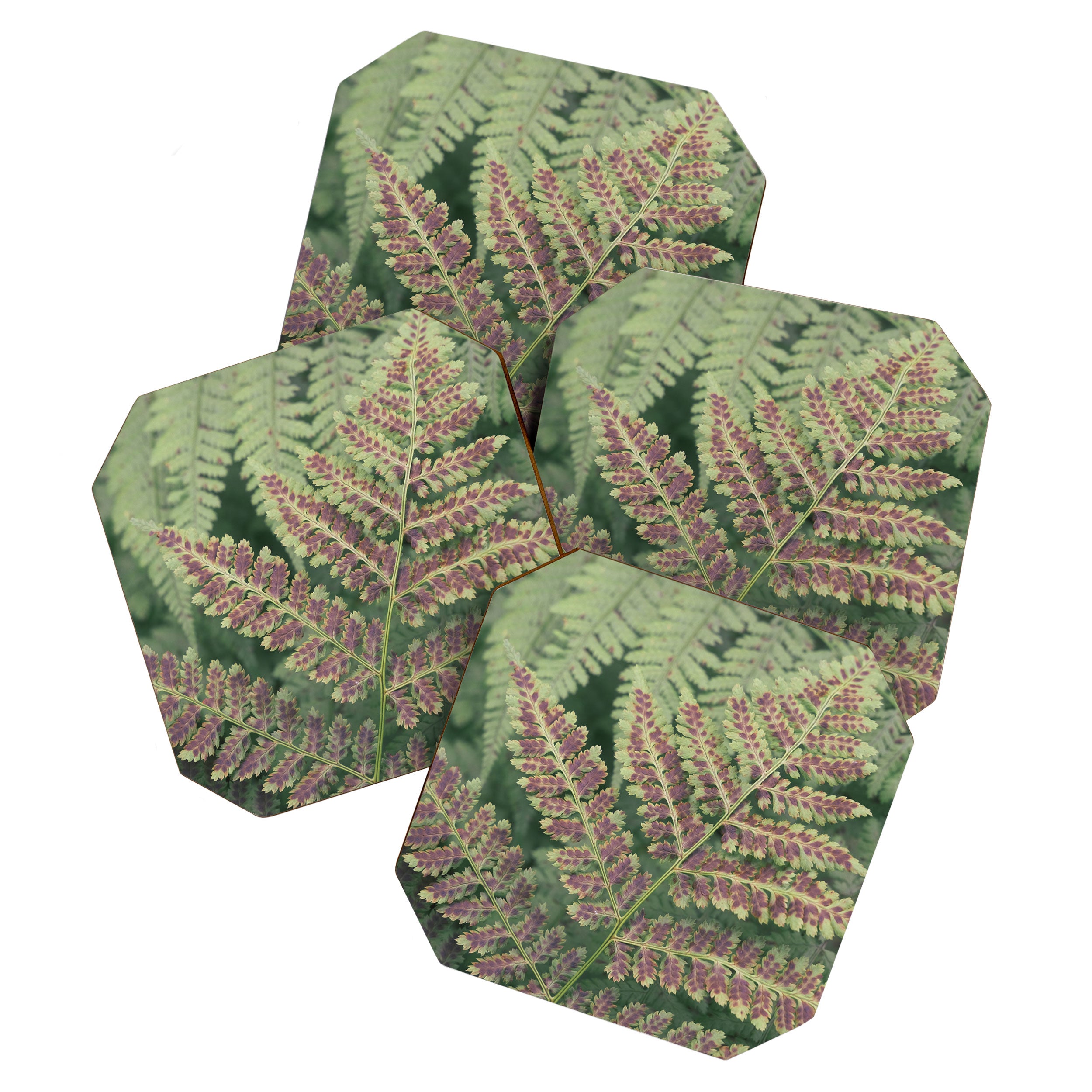 fern - nature photography foliage plant Coaster Gallery Image 1