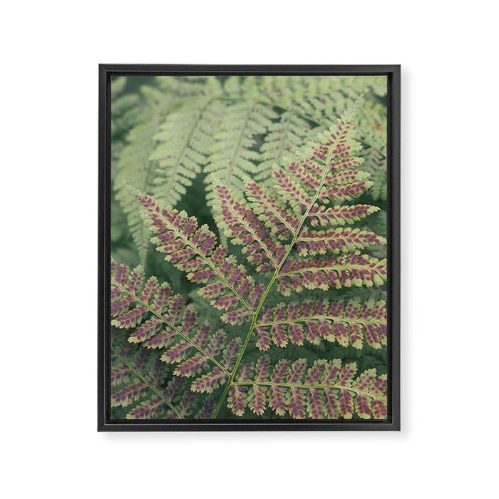 fern - nature photography foliage plant Framed Canvas Print Gallery Image 1