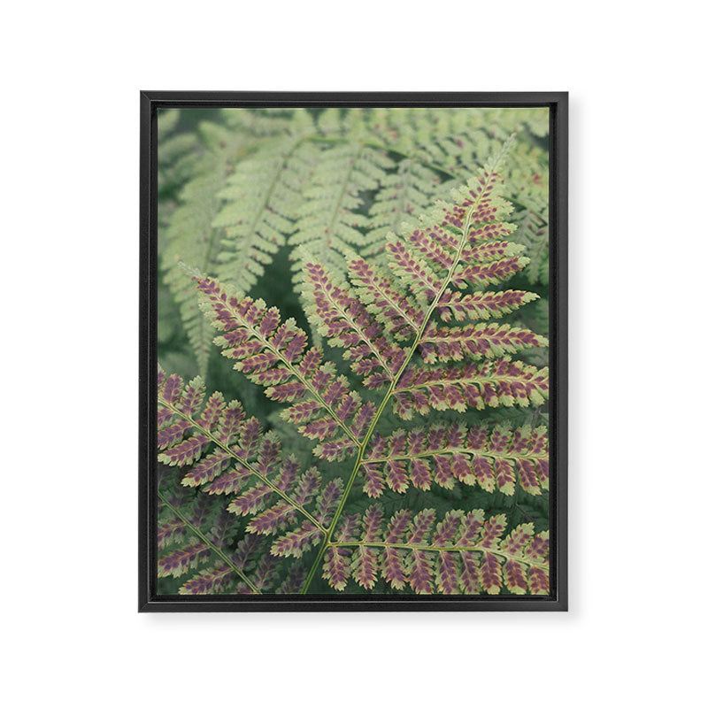 fern - nature photography foliage plant Framed Canvas Print Gallery Image 6