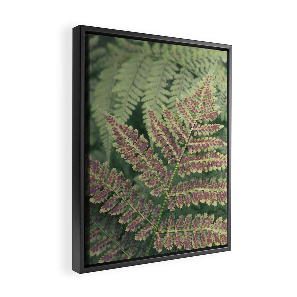 fern - nature photography foliage plant Framed Canvas Print Gallery Image 2