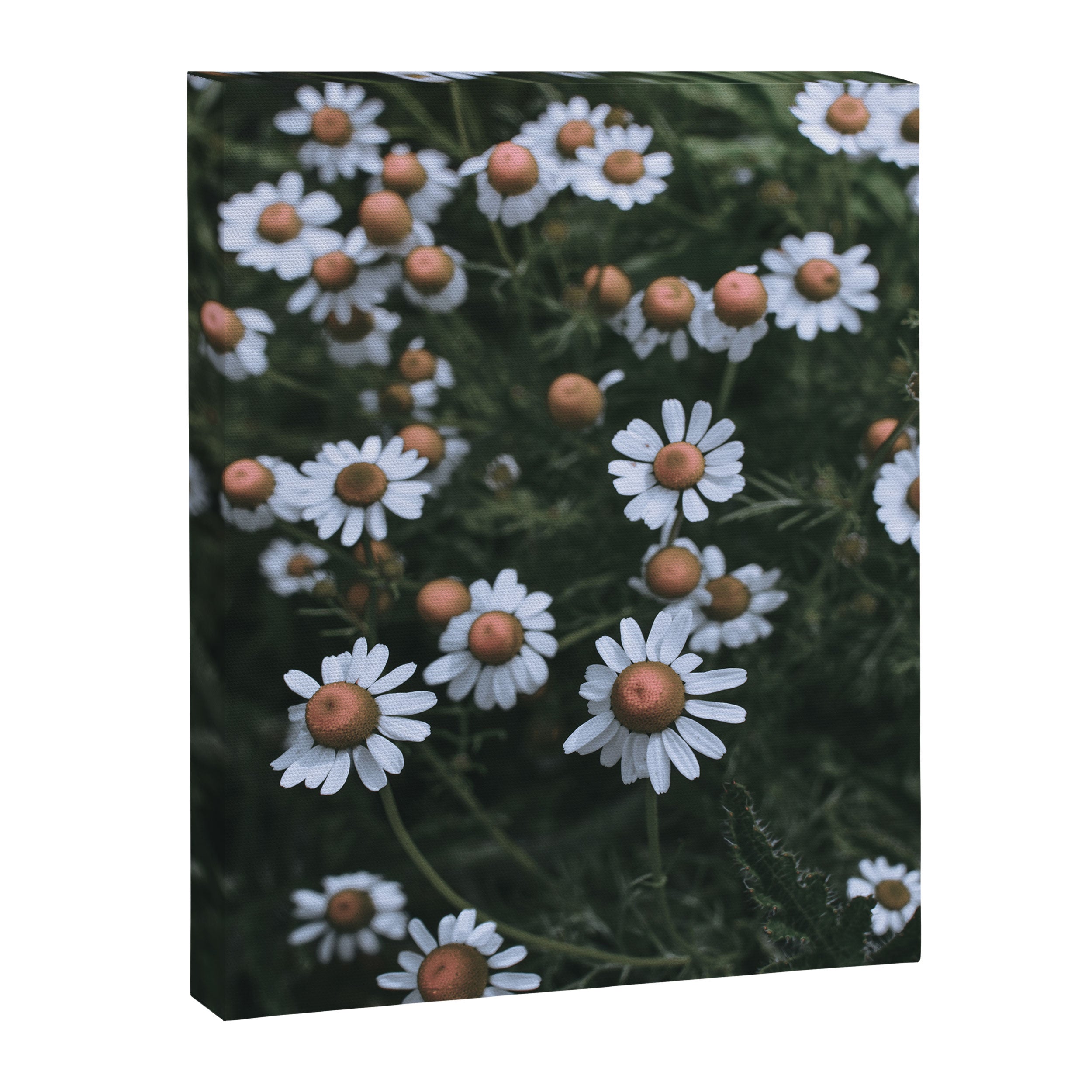 Fertile Ground Canvas Print Gallery Image 6