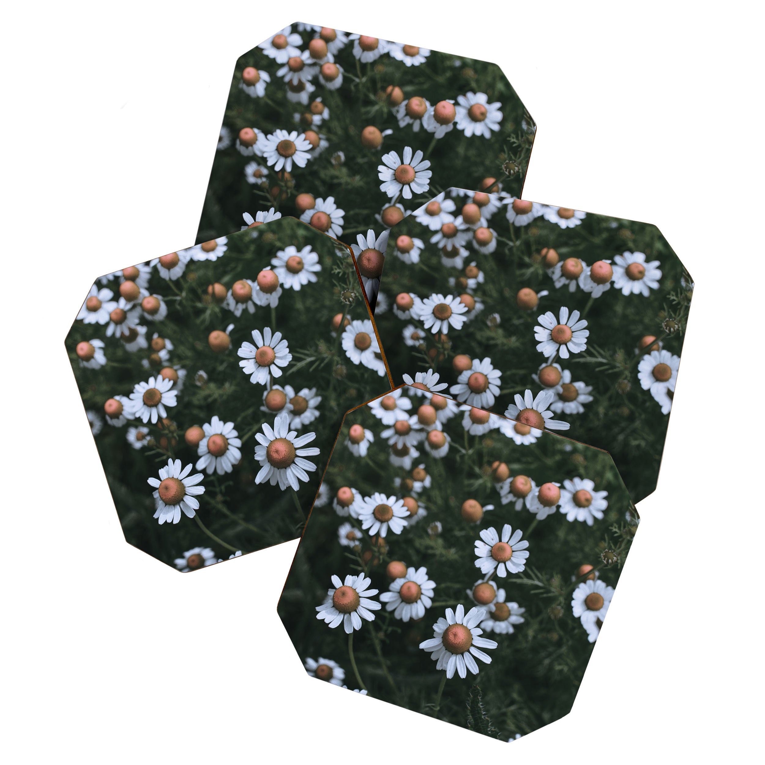Fertile Ground Coaster Gallery Image 1