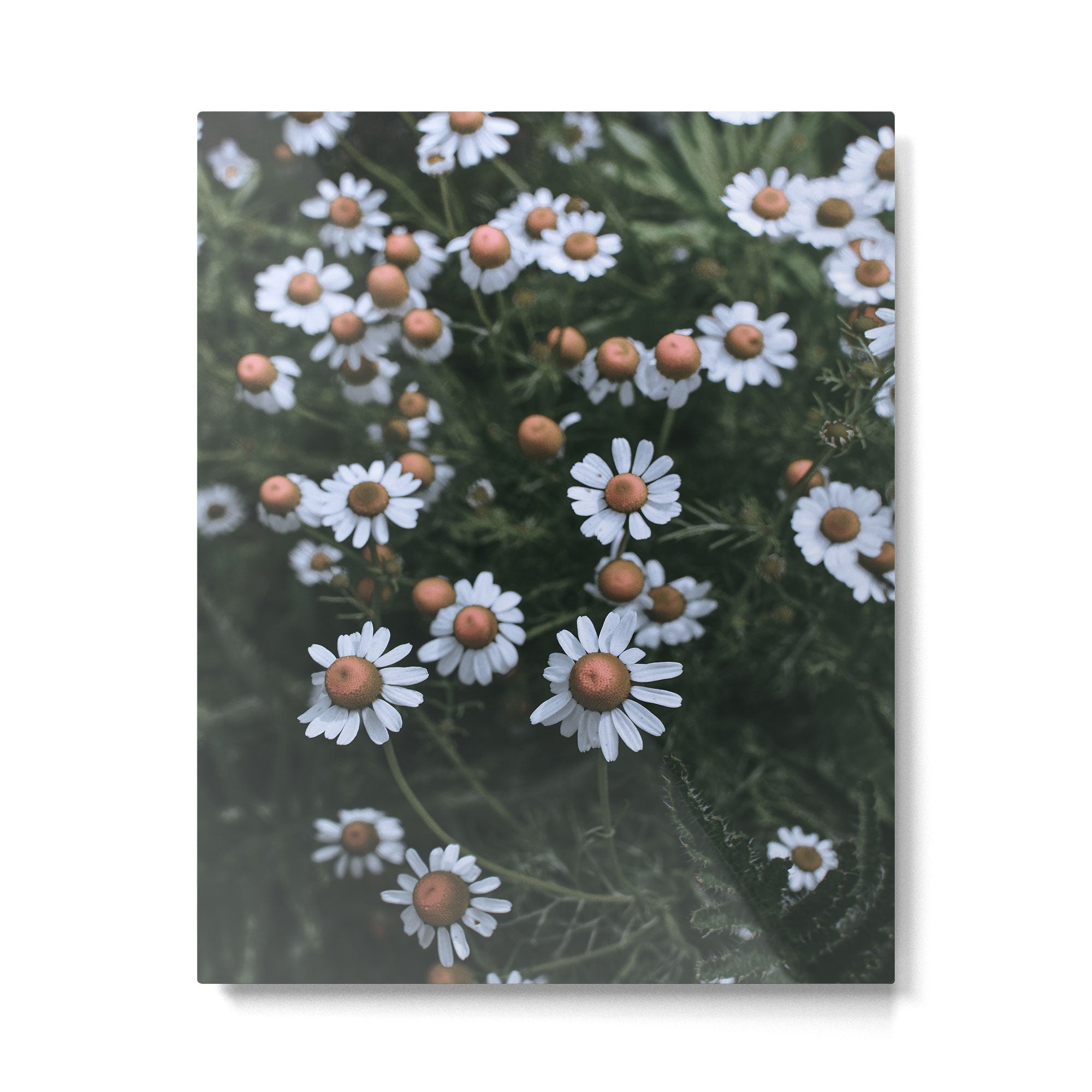 Fertile Ground Metal Print Gallery Image 4